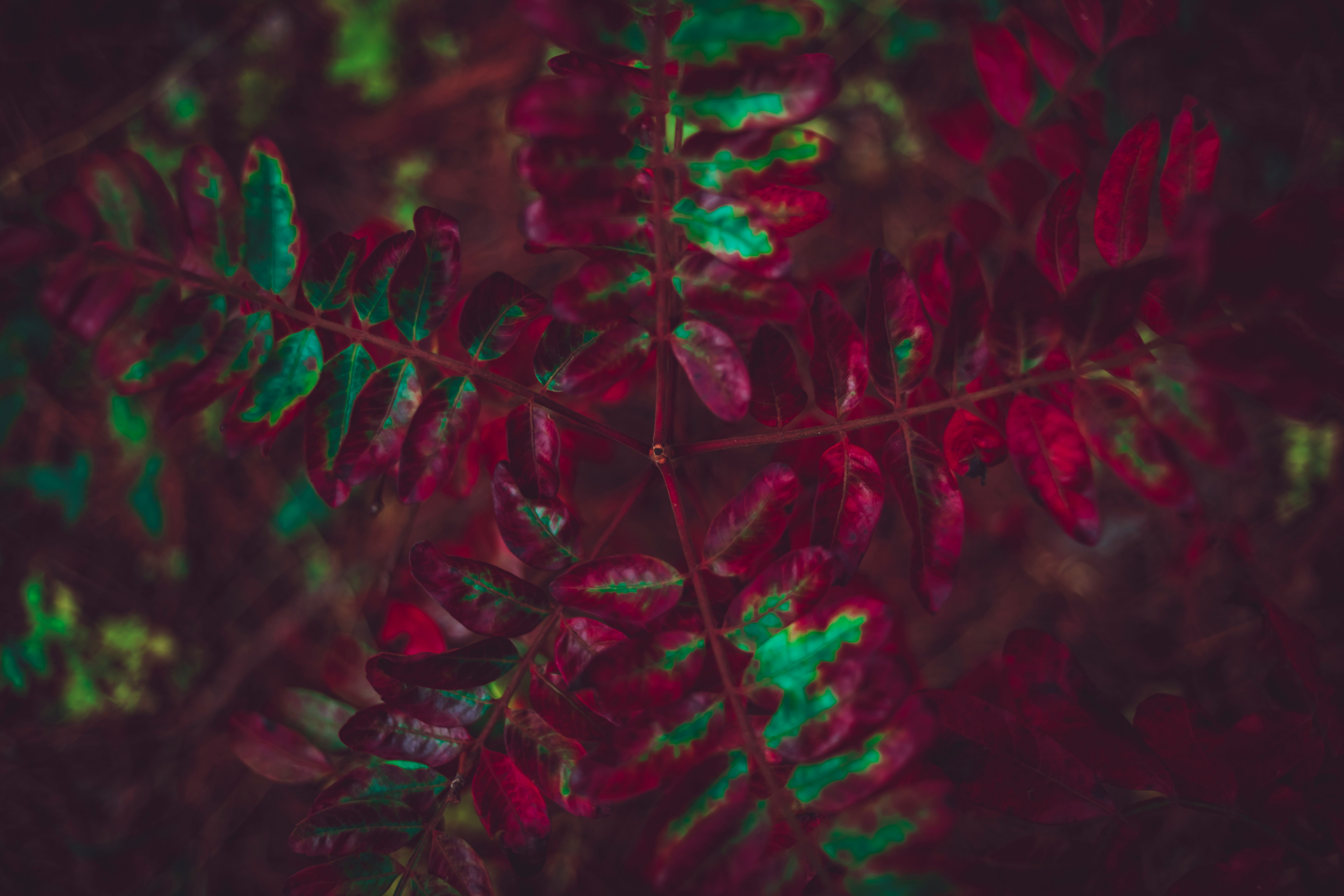 red and green plant
